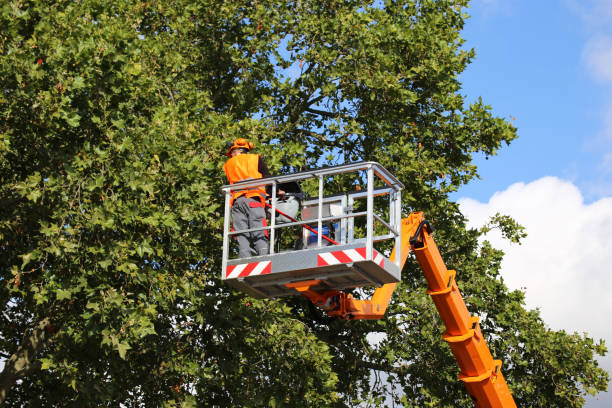 Best Emergency Tree Service  in South Valley, NM